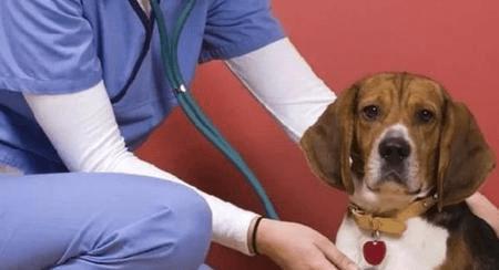 犬肺水肿是什么 有什么症状 治疗方法有哪些