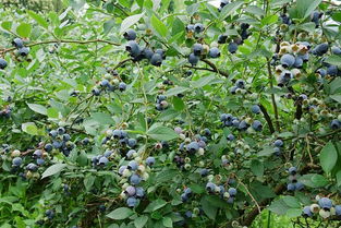 蓝莓种子怎么种,蓝莓种子怎么种？
