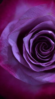 紫玫瑰花手机壁纸图片 搜狗图片搜索