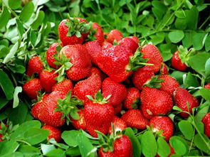 草莓红了 去成都周边这8个地方采草莓吧