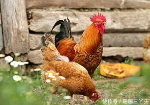 走遍广东吃好鸡 清远麻鸡,封开杏花鸡,龙门胡须鸡,信宜怀乡鸡 