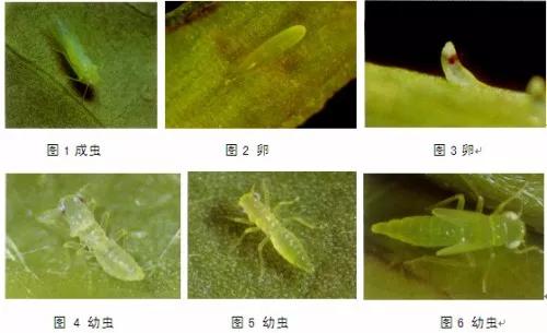 茶小绿叶蝉危害症状及防治方法,假眼小绿叶蝉的发生和为害特点是怎样的