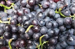 黑加仑和葡萄的区别,云南茉莉玫瑰香葡萄成熟季节