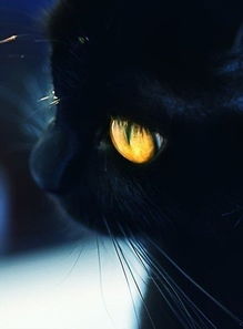 这种小黑猫是什么品种叫什么名字 