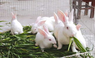 用什么饲料喂兔子比较好 喂养兔子的常用饲料