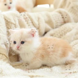 曼基康矮脚猫的幼猫多少钱一只,矮脚猫是怎么形成的