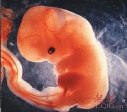 怀孕三个月胎儿多大(怀孕三个半月的胎儿有多大)