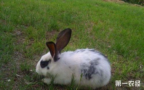 兔子养殖 兔子不能吃什么