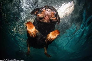 震惊丨狗狗在水下的姿态
