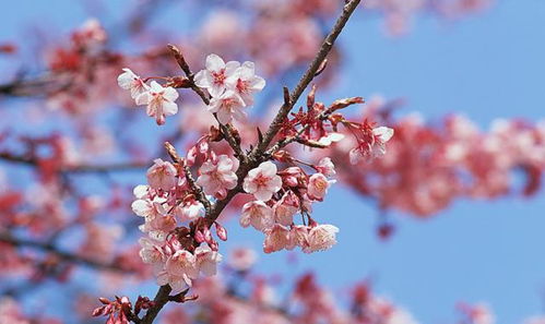 幸运花十二生肖,来看看属于你的花吧