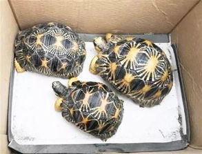 辐射陆龟长得快吗？