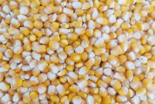 购买玉米种子,大粒好还是小粒好 二者相比哪种产量高