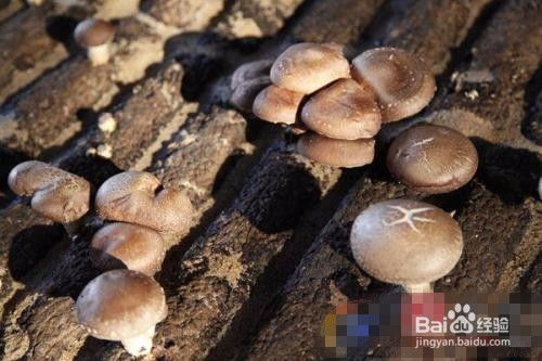 蘑菇的栽培方法,蘑菇如何种植？