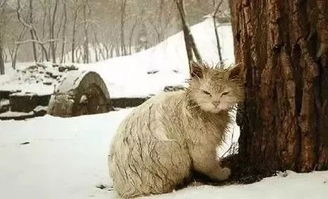92 的流浪猫活不过下雪的冬天,因为它们是这样度过寒冬的 