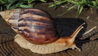 非洲大蜗牛有毒吗,非洲大蜗牛有毒吗?可以拿着玩不?