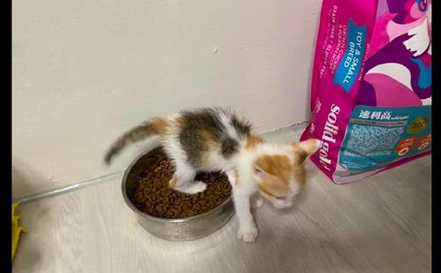 小猫咪着急上厕所,竟把猫粮碗当成猫砂盆了,还能吃吗