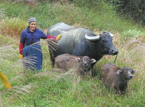 宜宾母牛自然产下龙凤胎 几率不足十万分之一