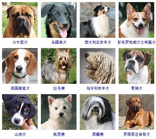 178个宠物狗品种图片大全,宠物狗品种大全