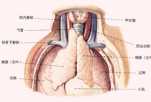 这个器官可以再生 关于人体器官的5个有趣发现,你了解吗