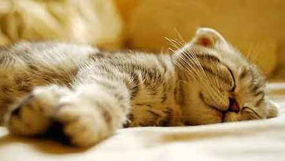 猫睡到床上对人有害吗,猫咪经常跑到床上睡觉，会不会传染疾病给人呢？
