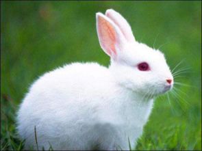 小白兔和小灰兔 