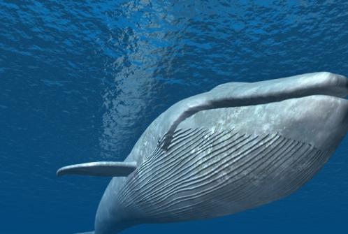 为何海洋馆都不饲养蓝鲸 世界首富都不敢尝试养它