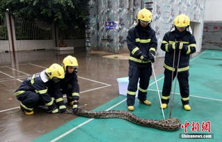 四川攀枝花现4米长蟒蛇 蟒蛇身份成 谜团