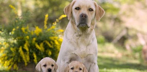 最保护主人的五种狗狗,甚至可以付出生命,第一竟然是它