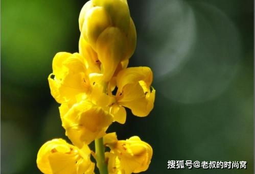 5月,这四个属相喜事多,财运不断,生活越来越美满 属狗 