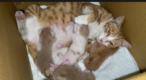 广州 外卖小哥发现刚生完五只小猫的流浪猫,将它们收养后,母猫竟流下了眼泪