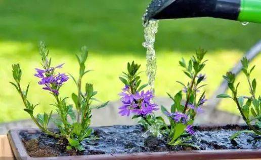养花只浇水