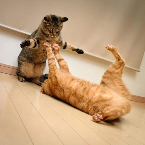 为什么几只猫生活在一起,总是打架 原因很简单