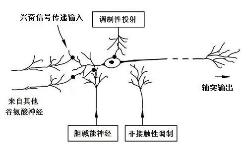 大脑工作机制 12 神经元不同亚型动作电位及不同类型记忆的形成机制 二