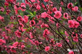 人面桃花相映红2017狮山桃花节1月19日芬芳来袭