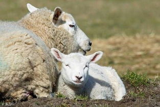 属羊的人会在2018年中遭遇犯太岁霉运,该怎样破解呢 