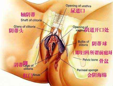 动态图 阴蒂怎么抖动高潮快感强