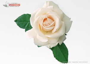 白花单瓣玫瑰图册 