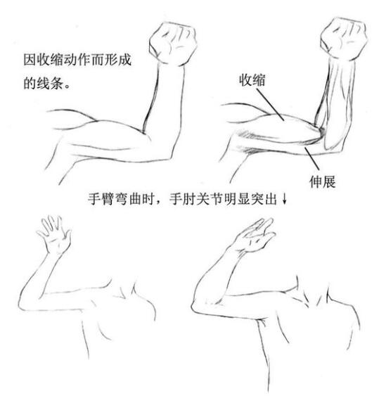 漫画人物手臂怎么画 手臂的绘制方法教程