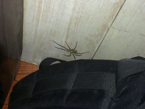 屋里发现好大的蜘蛛 