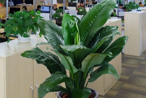 盆栽植物净化空气效果差 选择绿巨人更合适,植株美观净化能力好