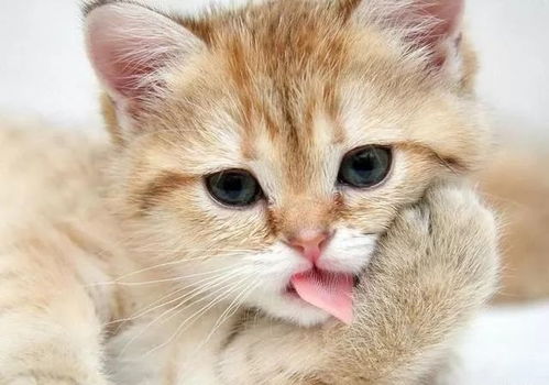 猫是怎么进食的 如何培养猫咪进食好习惯