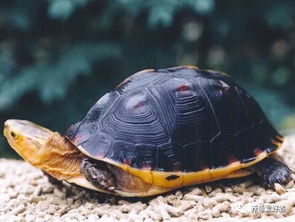 魅力的黄缘,有哪些优点呢 