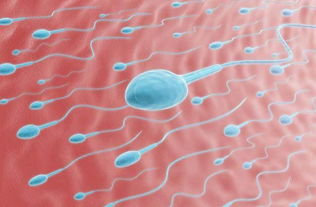 小精子(为什么精子比卵细胞小大神们帮帮忙)