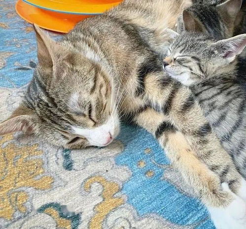 环卫工人带了猫妈妈和4只小猫回家,女子却唯独留下了猫妈妈