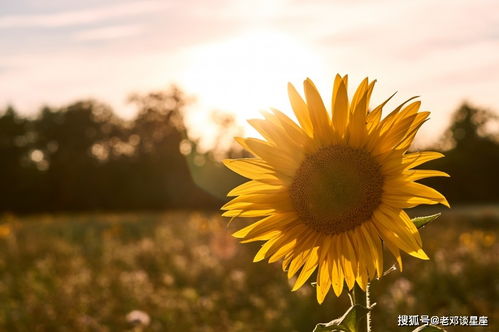 缺少安全感,有些患得患失的4星座,巨蟹是因为爱的太深