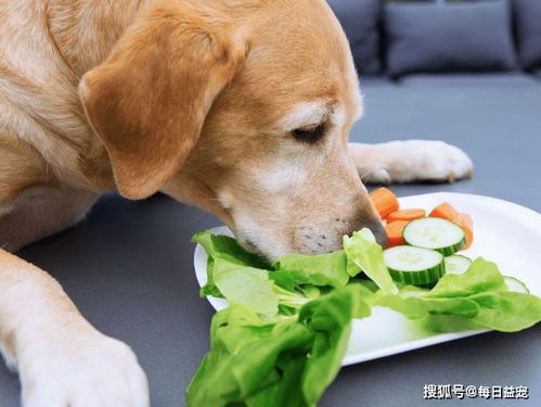 狗狗吃太多怕肥胖 那是你不知道方法,给狗狗吃点这个搞定了