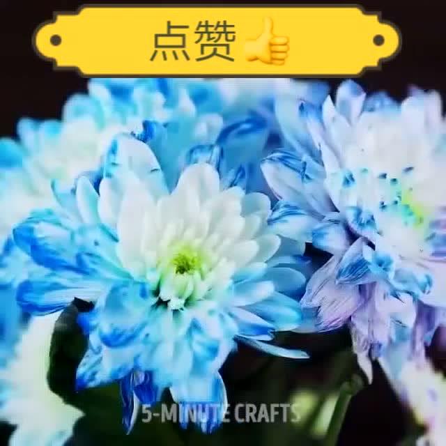 变色花的妙招,这样的花朵你喜不喜欢 