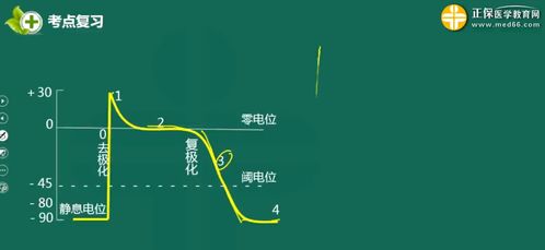 医学基础知识高频考点之心率和心动周期 