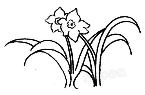 水仙花怎么画,水仙花简笔画简单又漂亮？