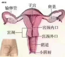 用缩阴凝胶排出脏东西的原理是什么 长期使用排脏东西产品有什么危害